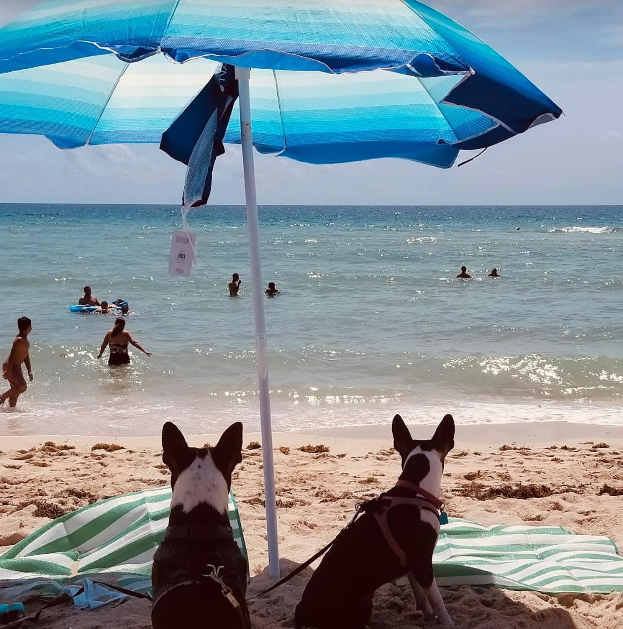 Steps To Sea Miami Beach Free Parking Pet & Family Friendly Apartment Exterior foto